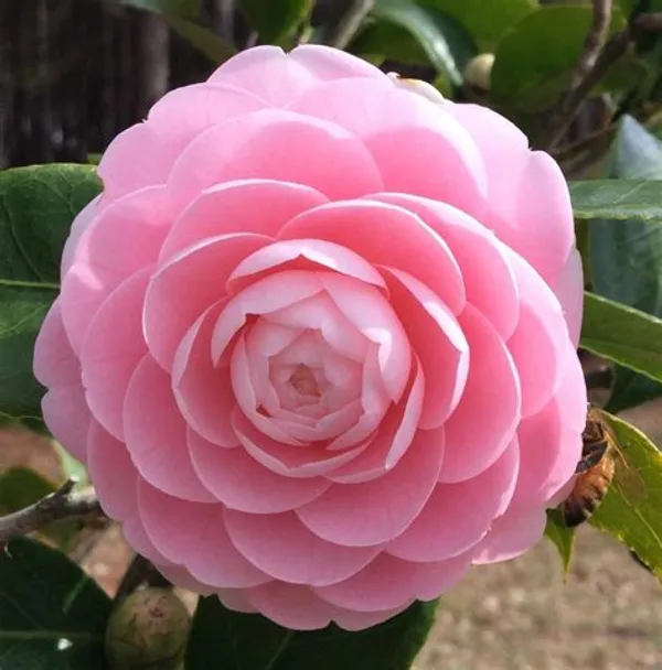 camellia_pink